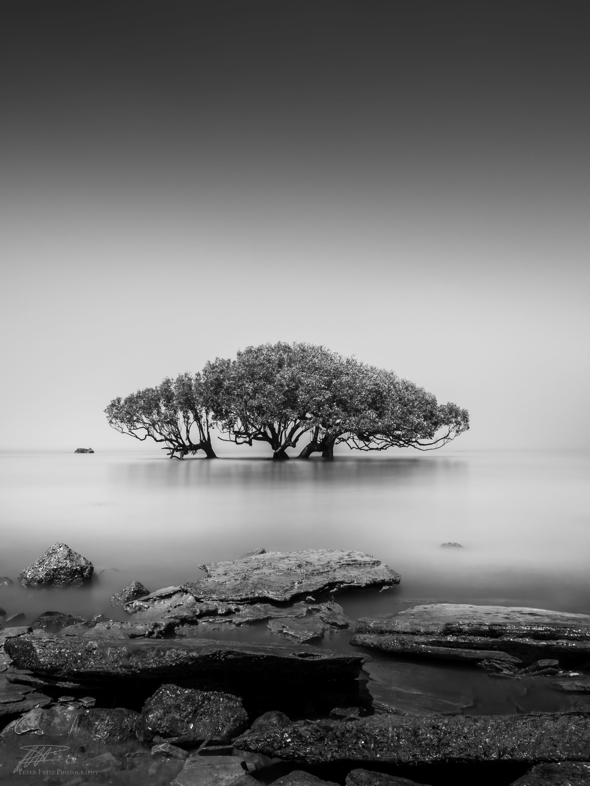 Alone in the fog 4x3.jpg