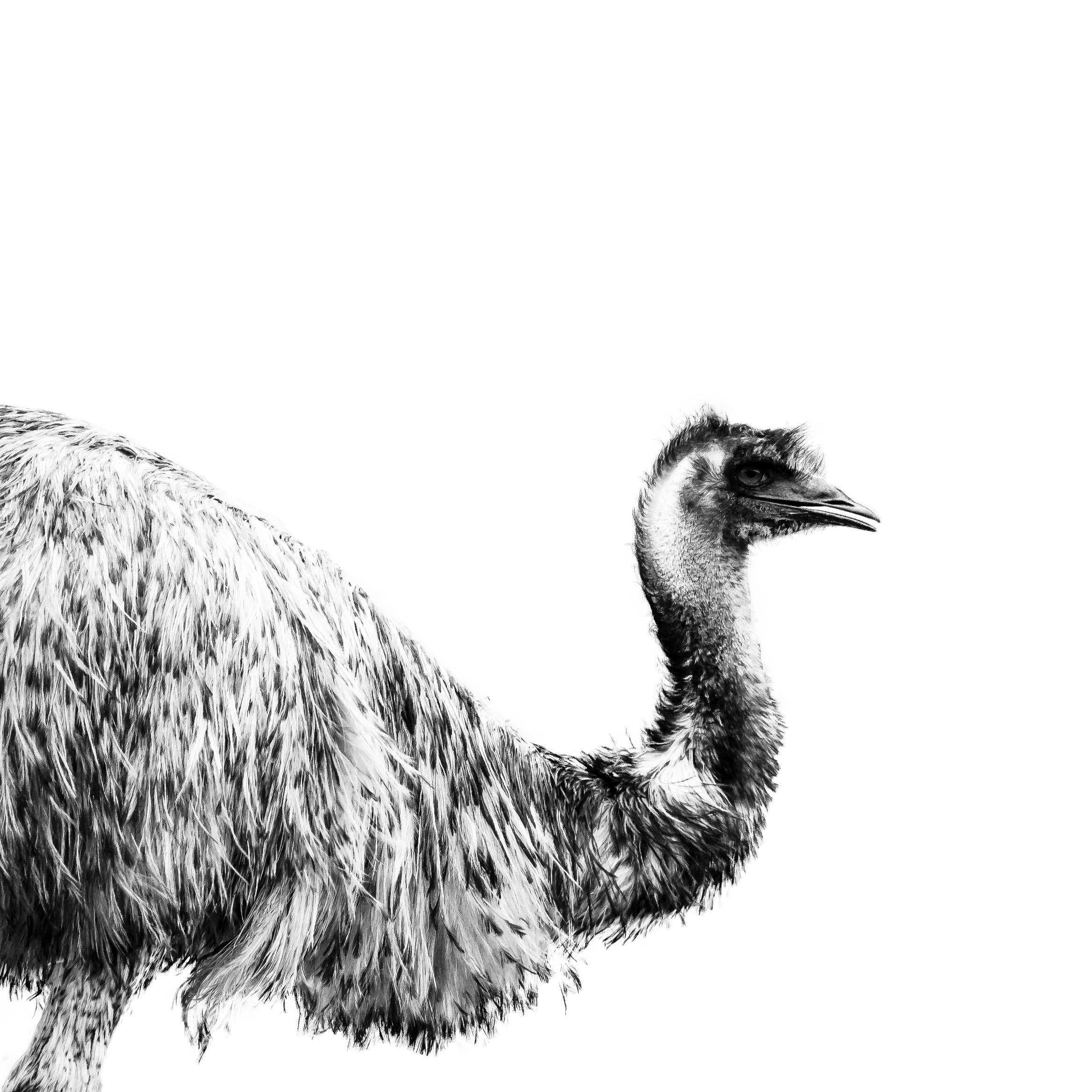 Emu Bnw jpeg.jpg