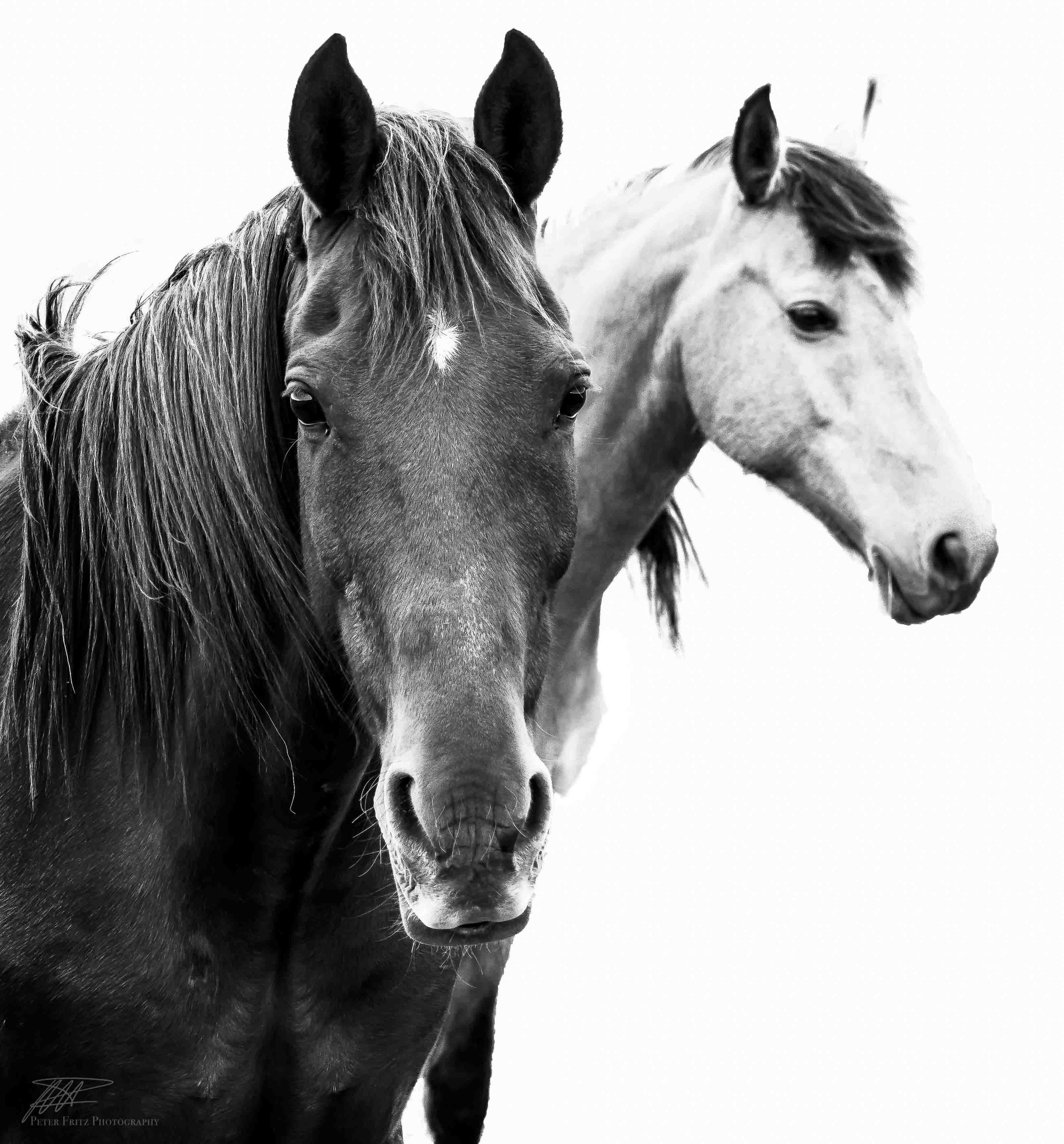 Horses 1x1 bnw web.jpg