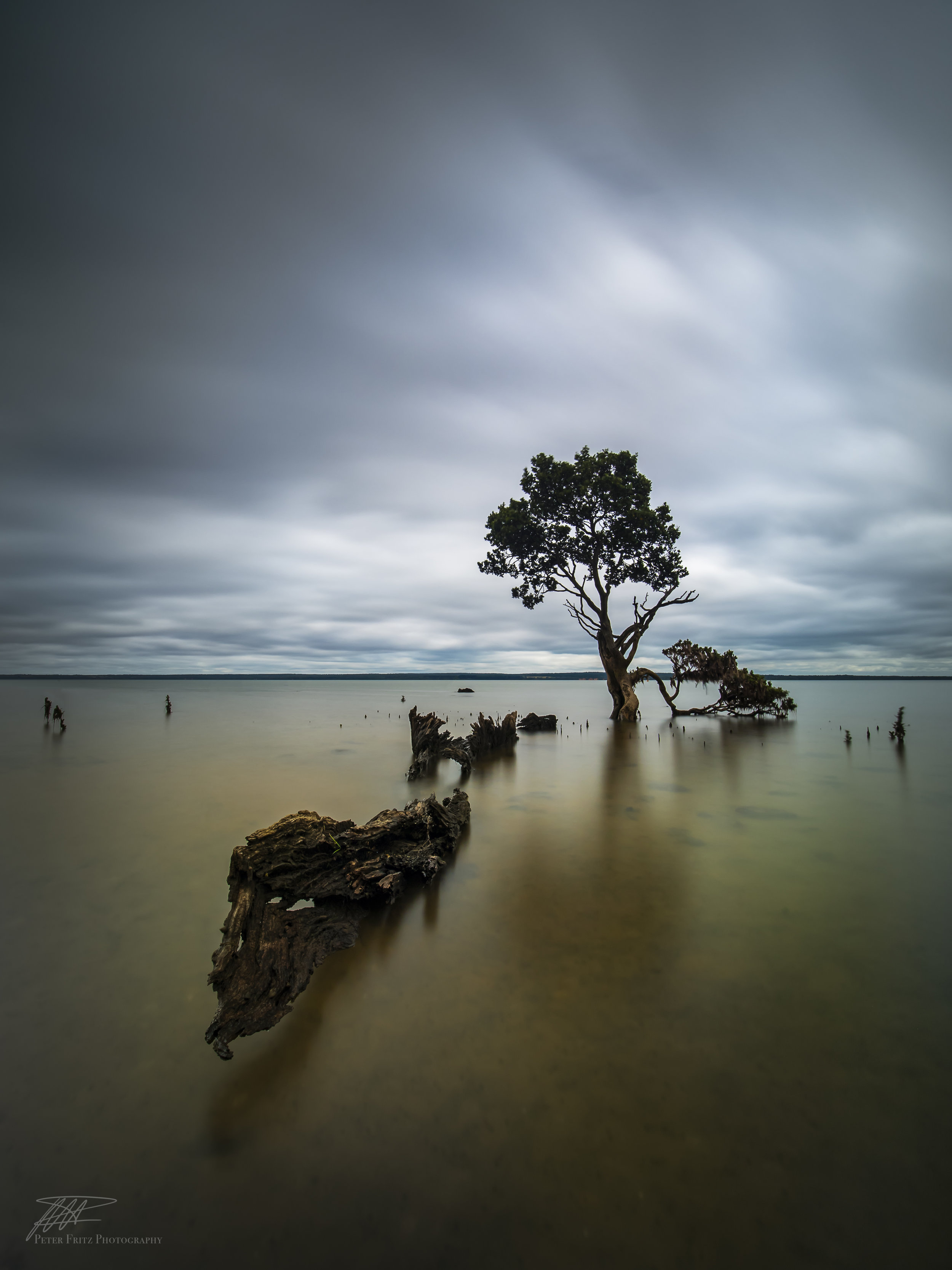 Tenby tree colour 4x3.jpg