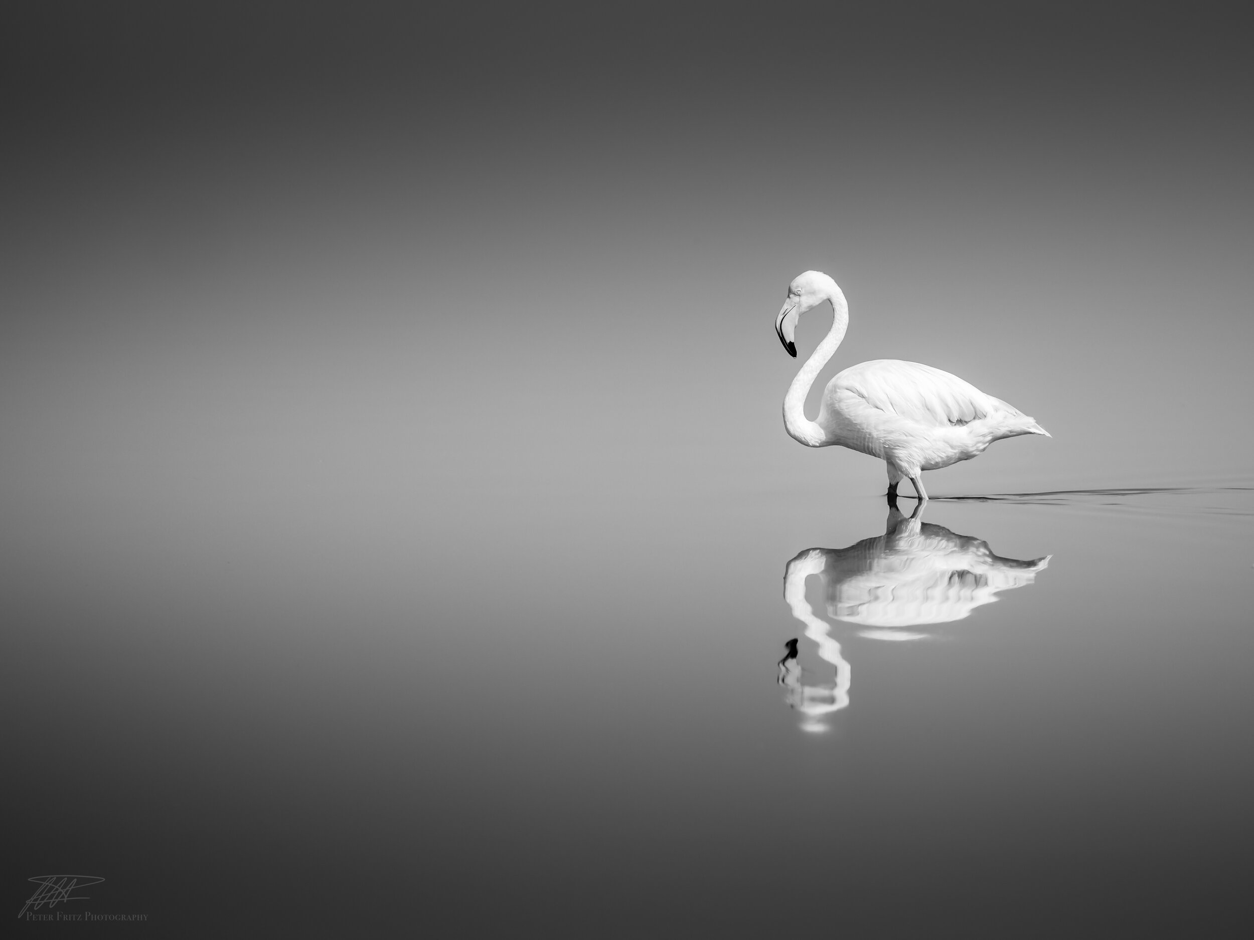 Flamingo BNW_.jpg