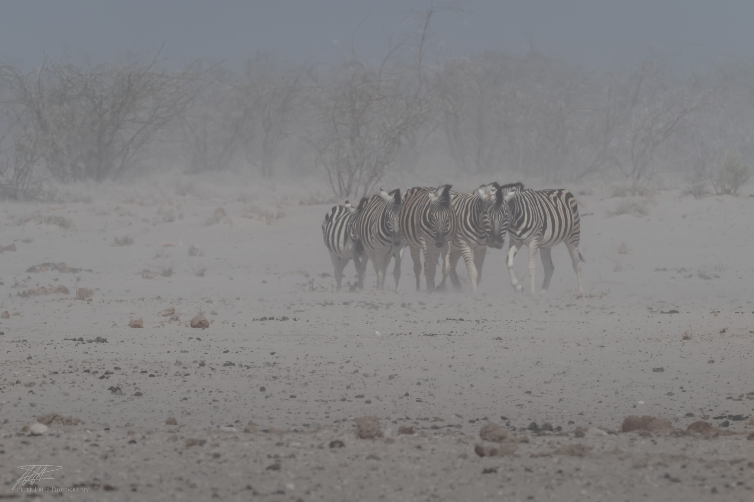 Zebras in the dust web 3x2.jpg