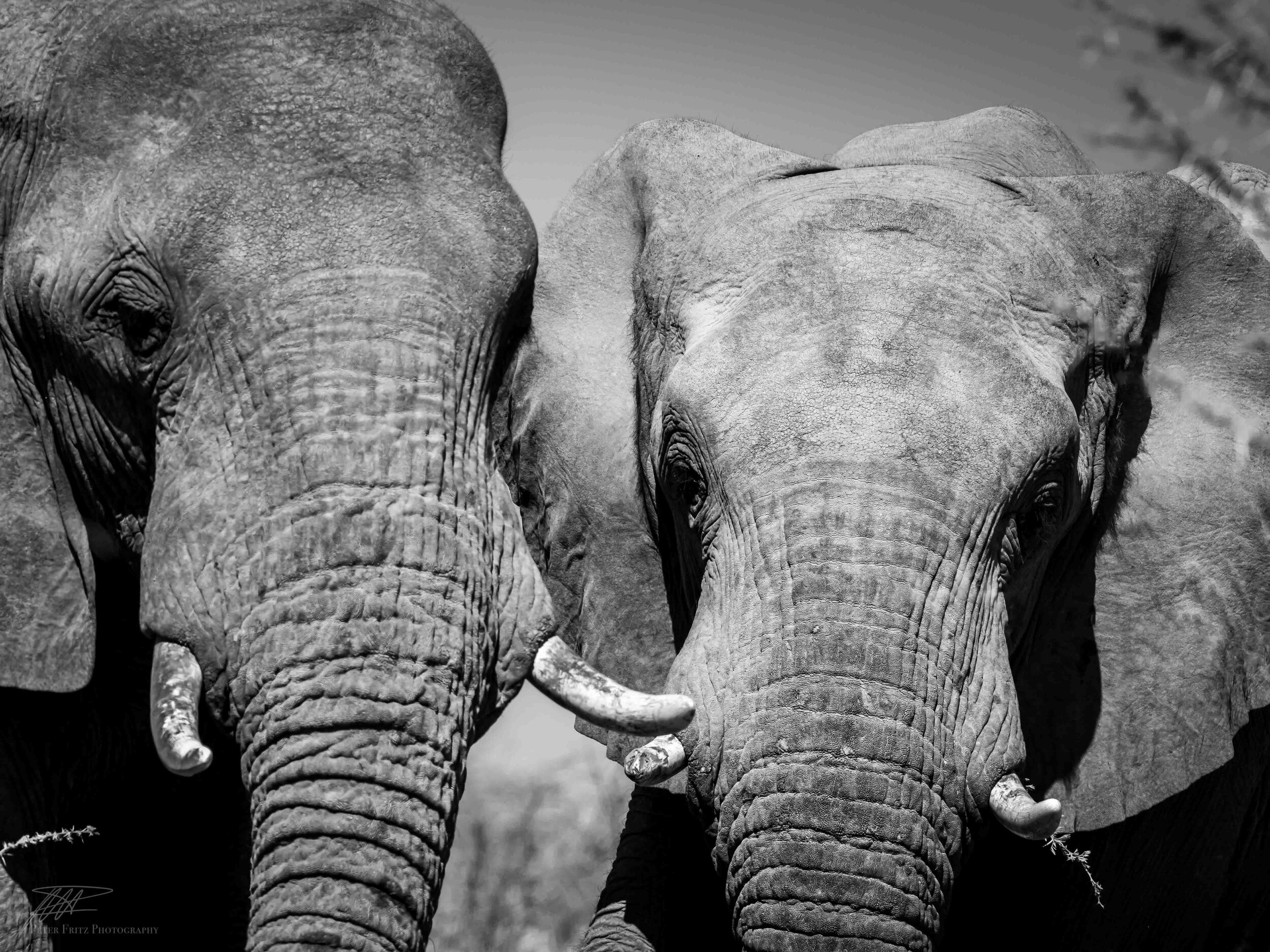 Elephant selfie.jpg