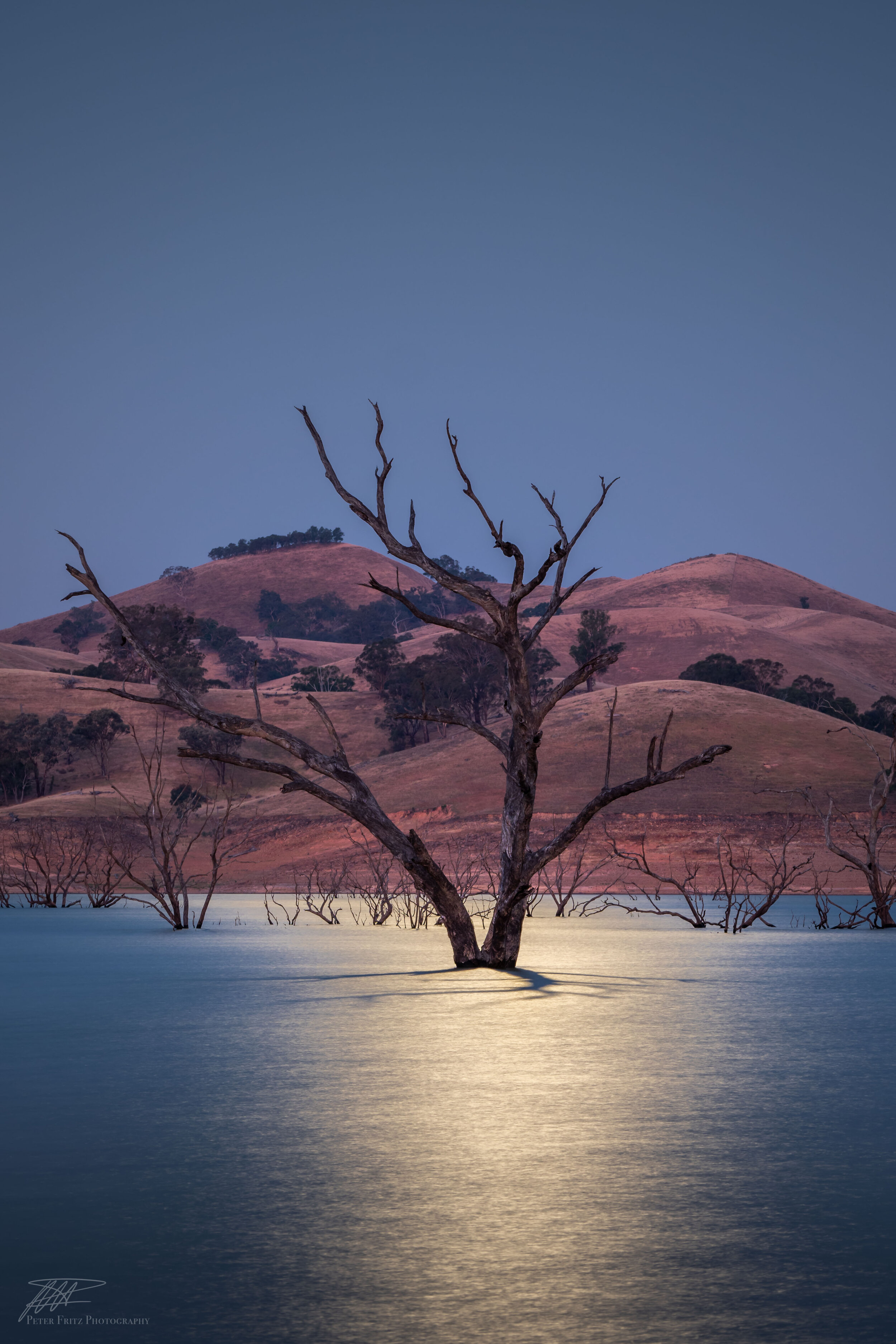 Moonlight trees Eildon_.jpg