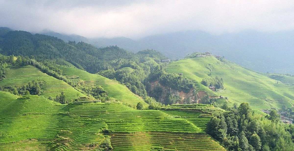 The green revolution in China.jpg