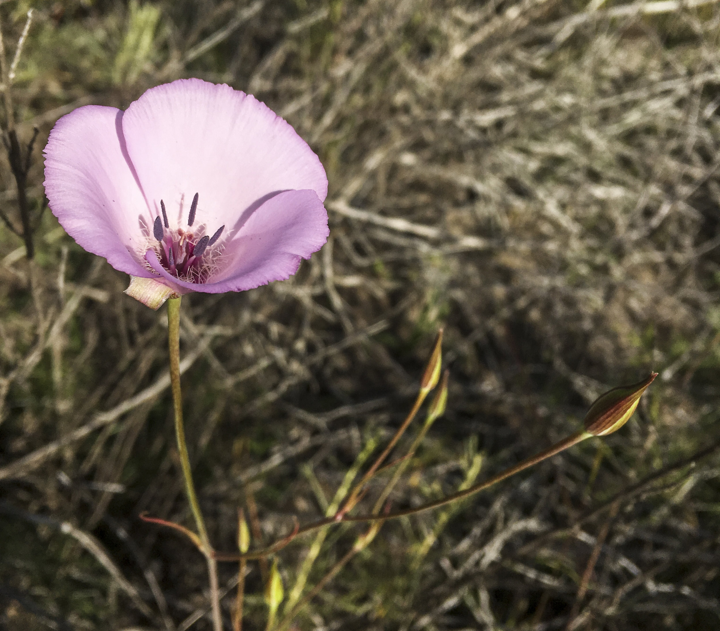 california_native_plants_roberto_flores_buck_06.jpg