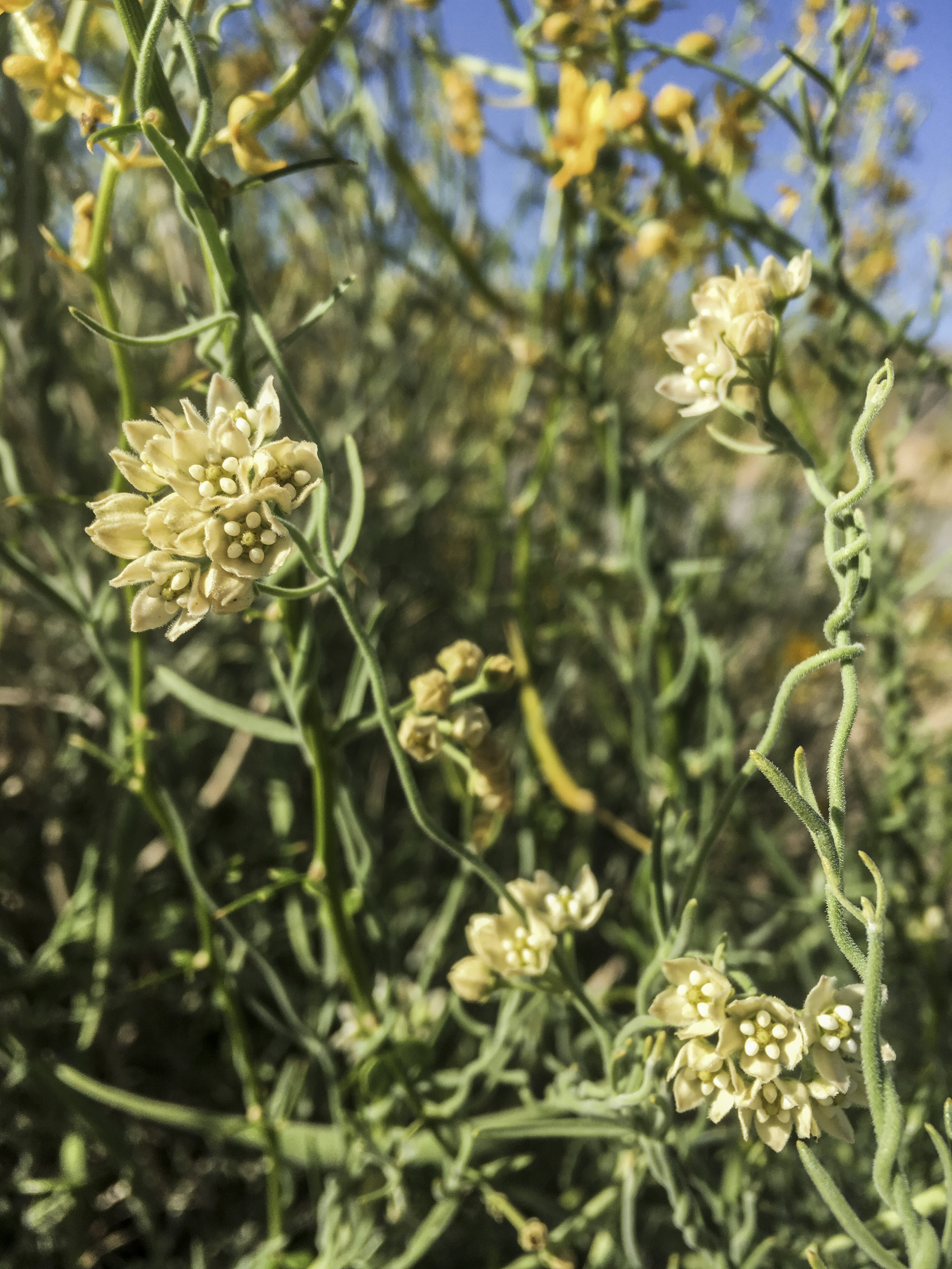 california_native_plants_roberto_flores_buck_05.jpg