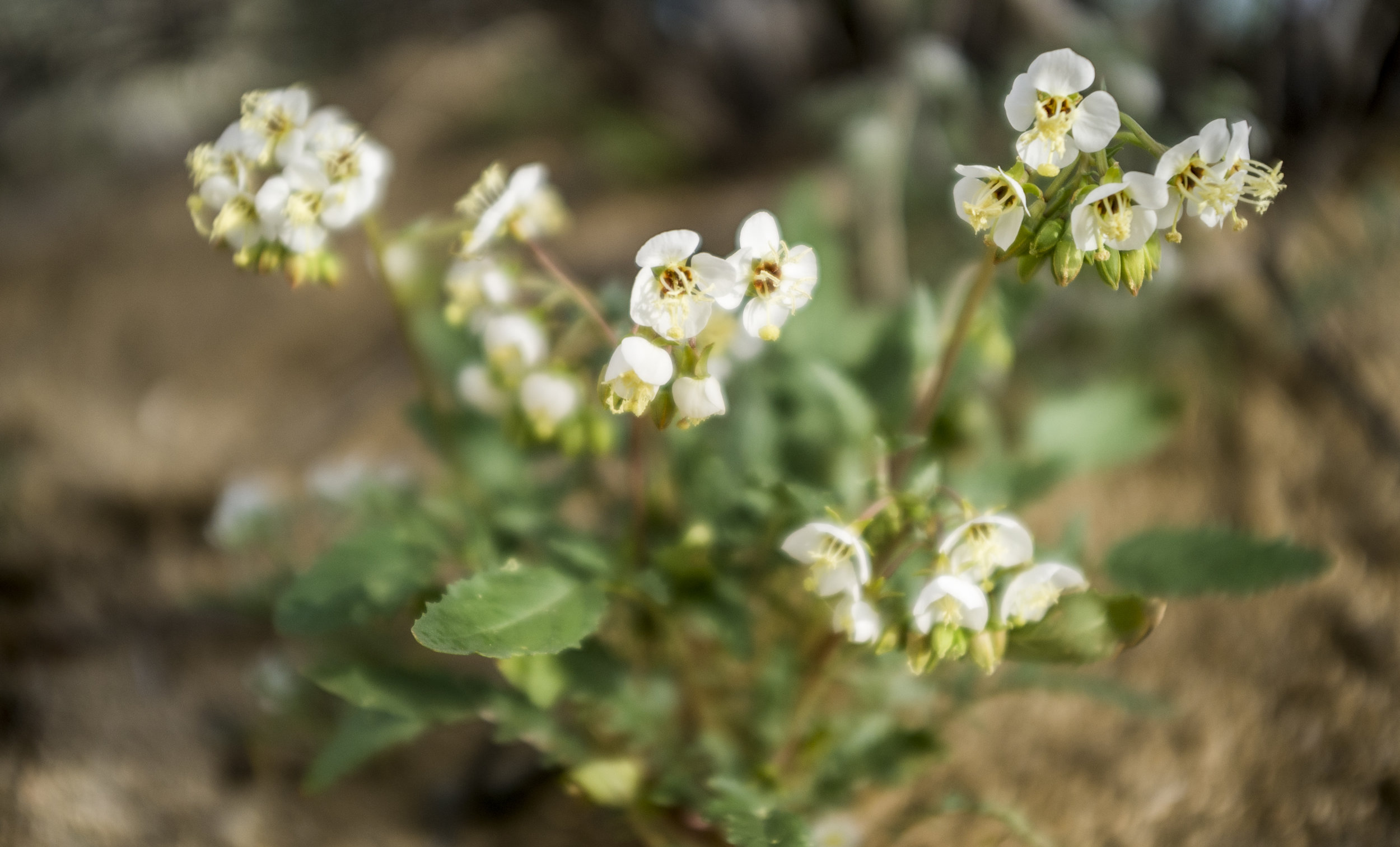 california_native_plants_roberto_flores_buck_07.jpg