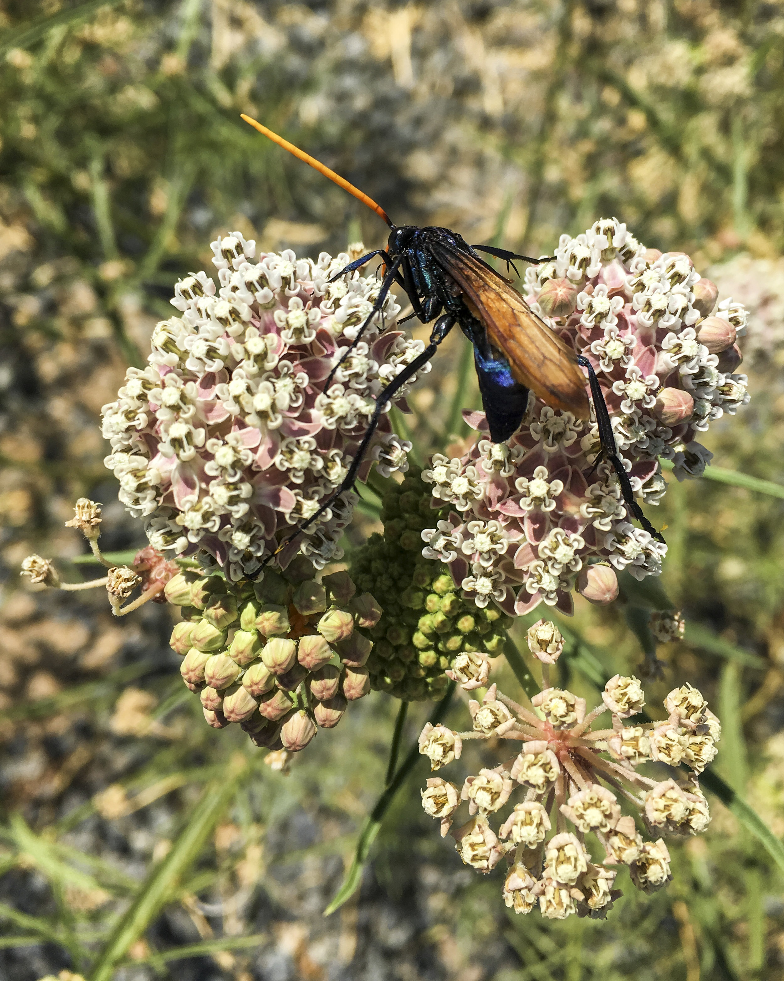 california_native_plants_roberto_flores_buck_08.jpg