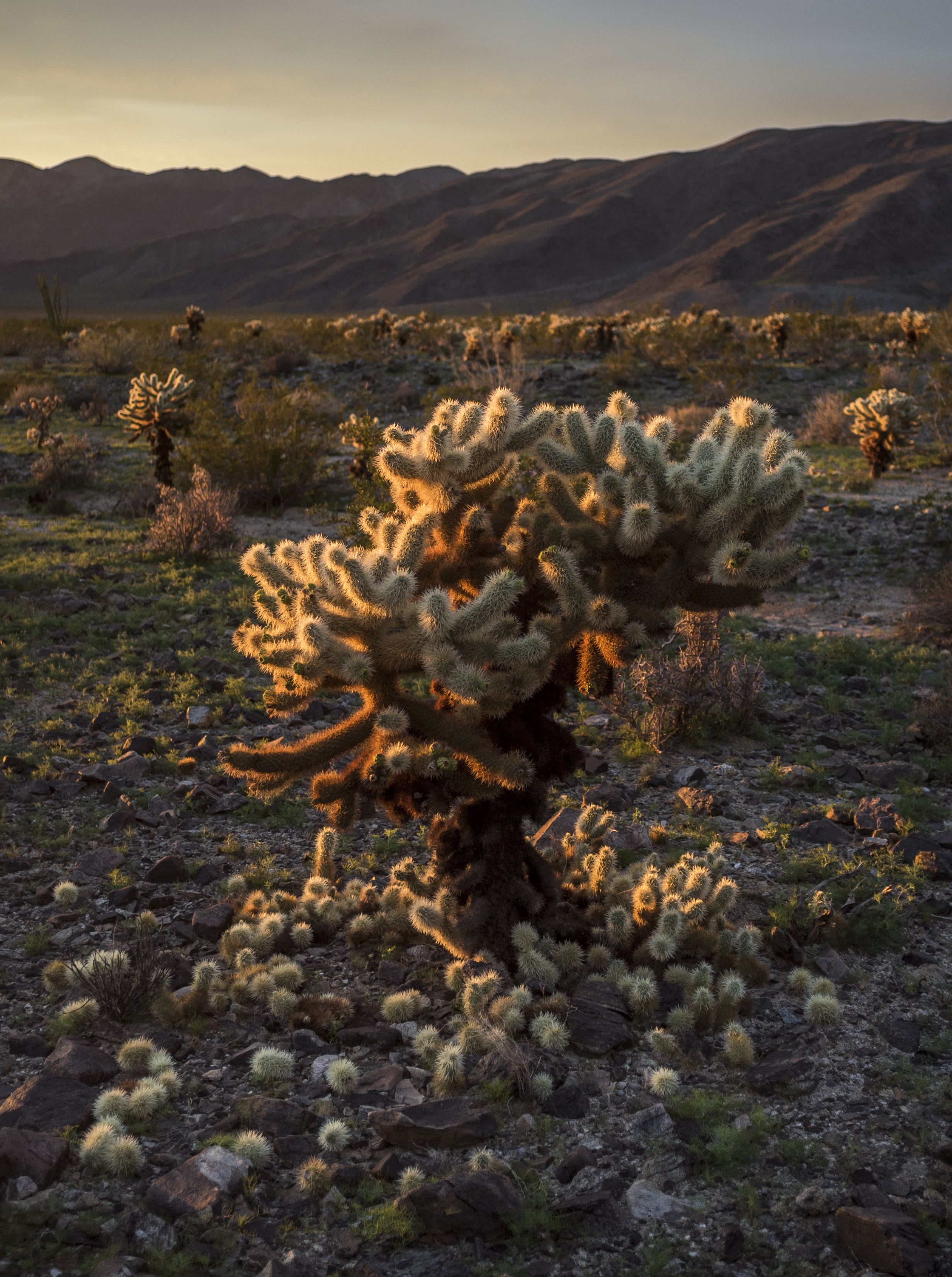 california_native_plants_roberto_flores_buck_09.jpg