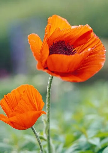 Elmer Peterson, d. Aug. 27, 2020