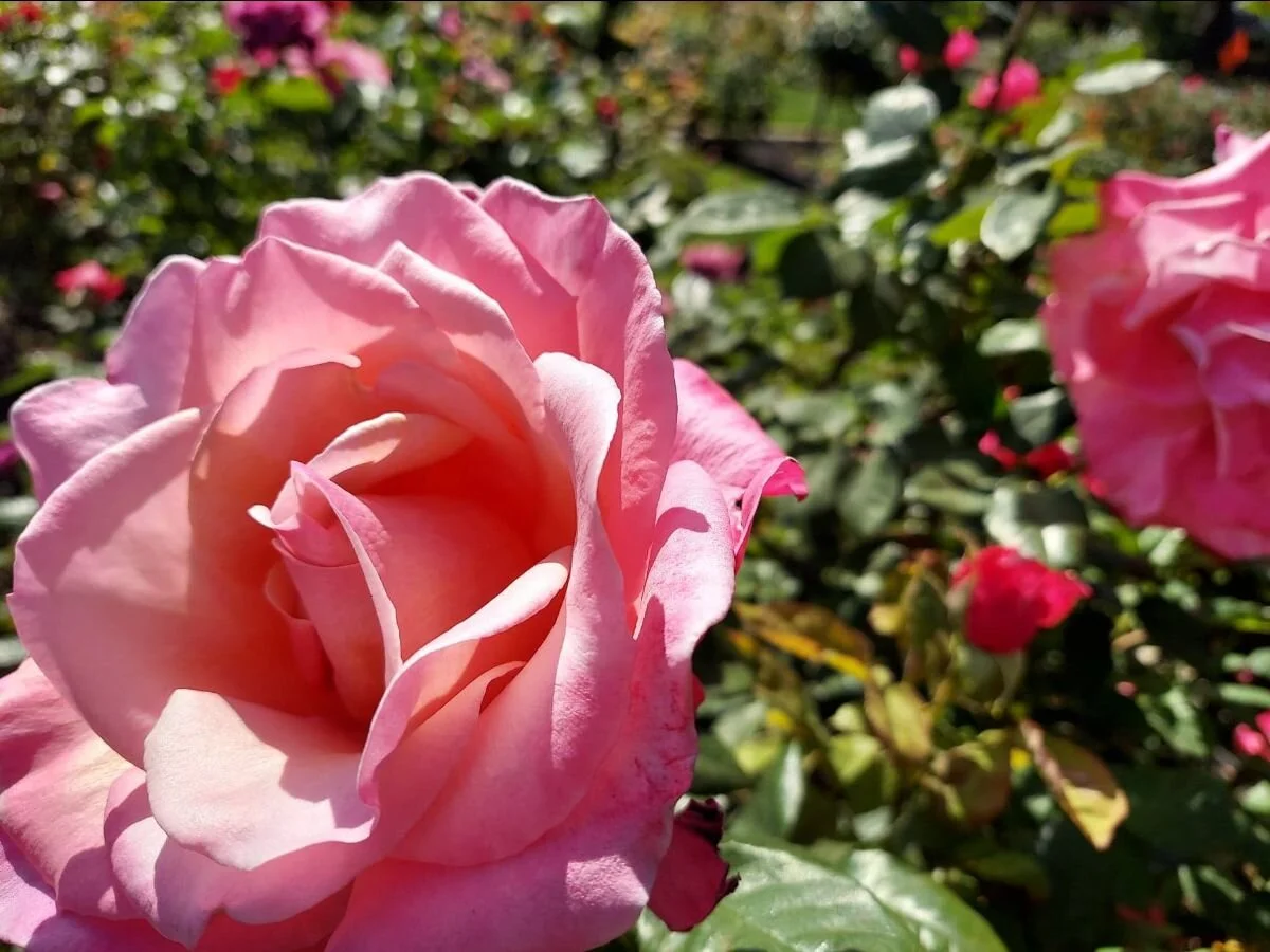 Spring: A Hopeful Reminder of the Gift of Resurrection