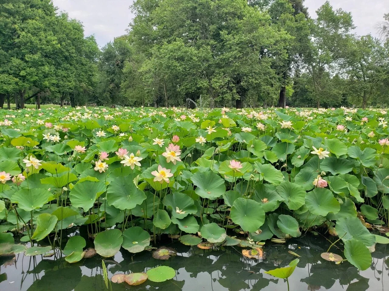 The Lotus Speak