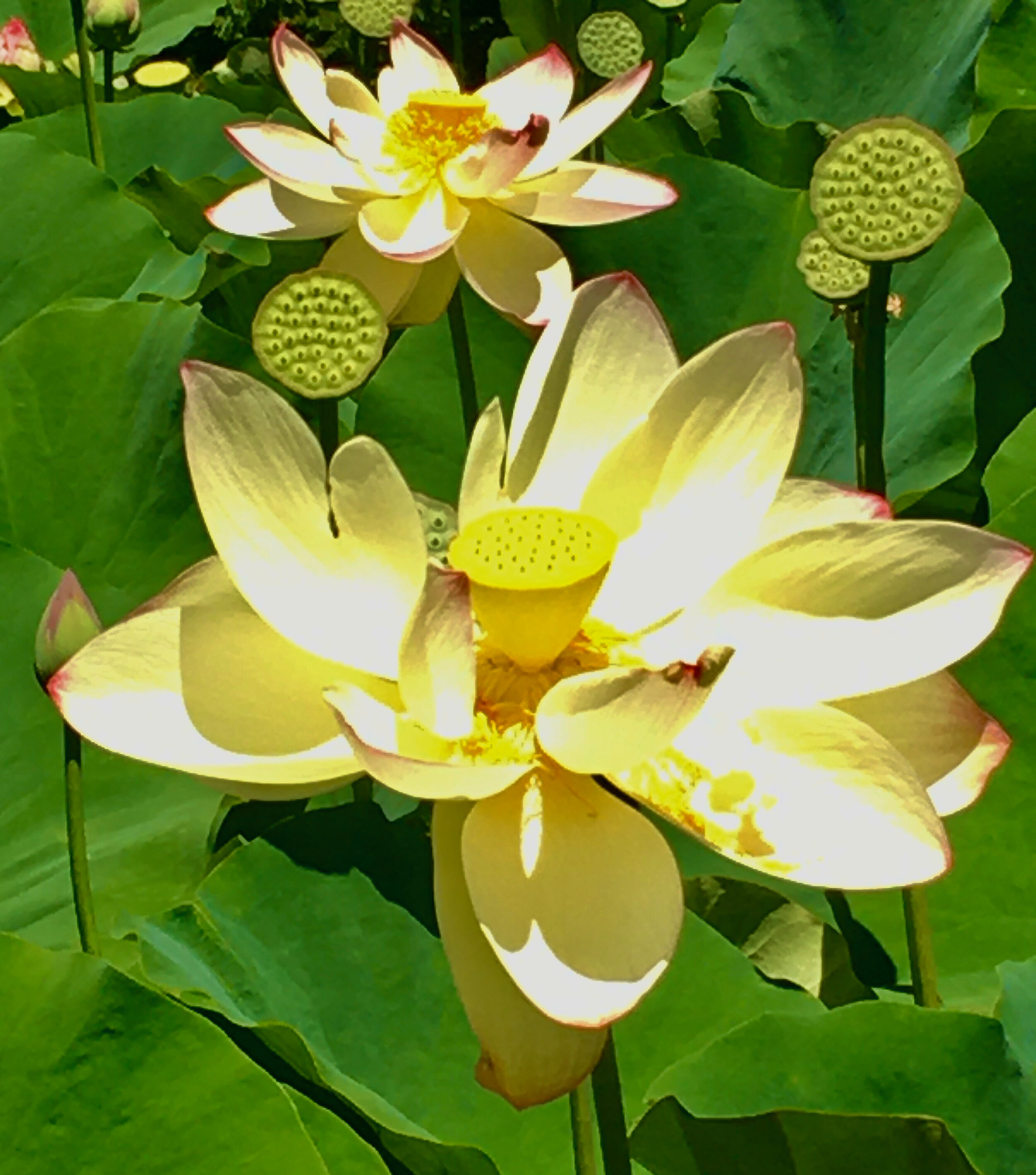 The Gift of the Lotus