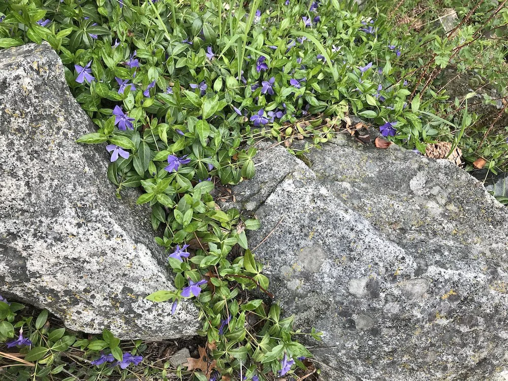 Tending to our spirits during these chaotic times