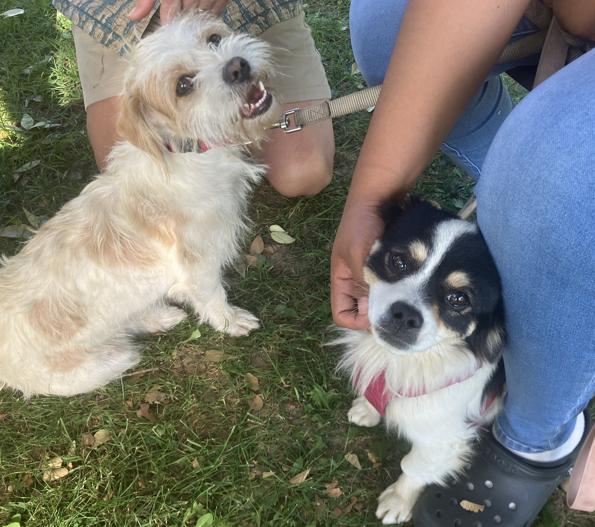 Pets Were Blessed on October 6