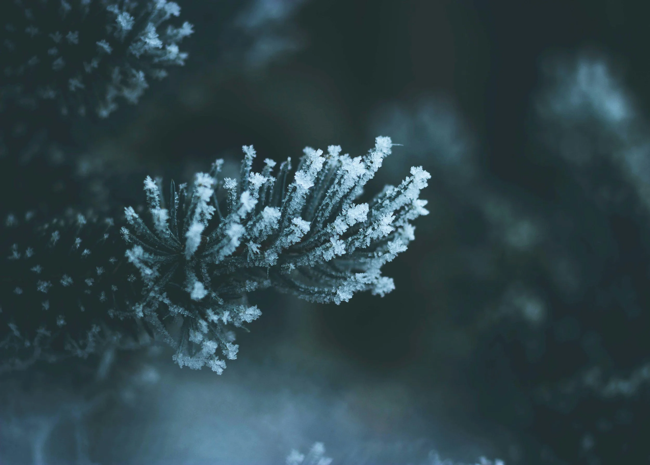 Worship Service • January 4, 2026 • First Sunday of the New Year