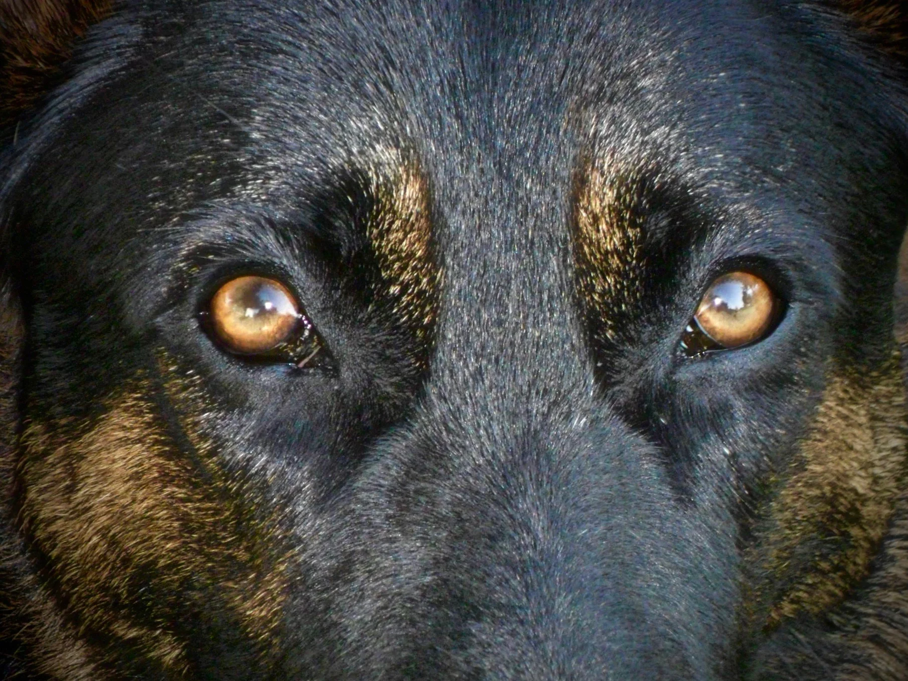 oversized german shepherd