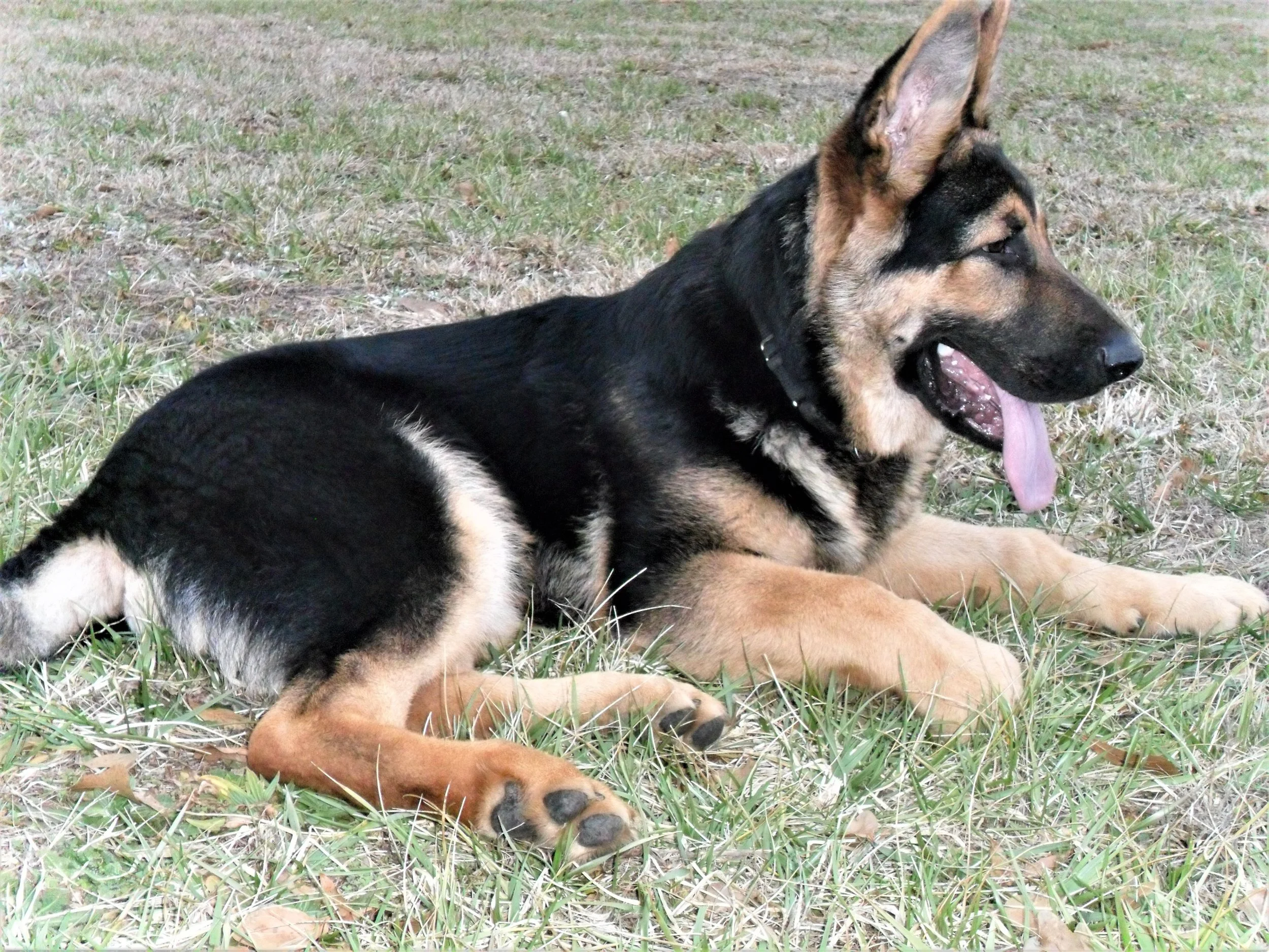 straight back shepherd