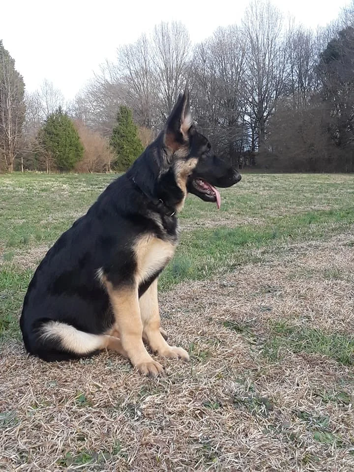 Ivy — Large OldFashioned StraightBacked German Shepherds