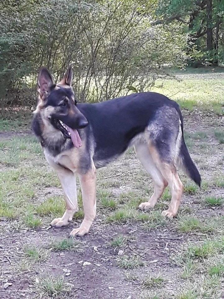 Full Grown Sable German Shepherd Sable German Large Straight