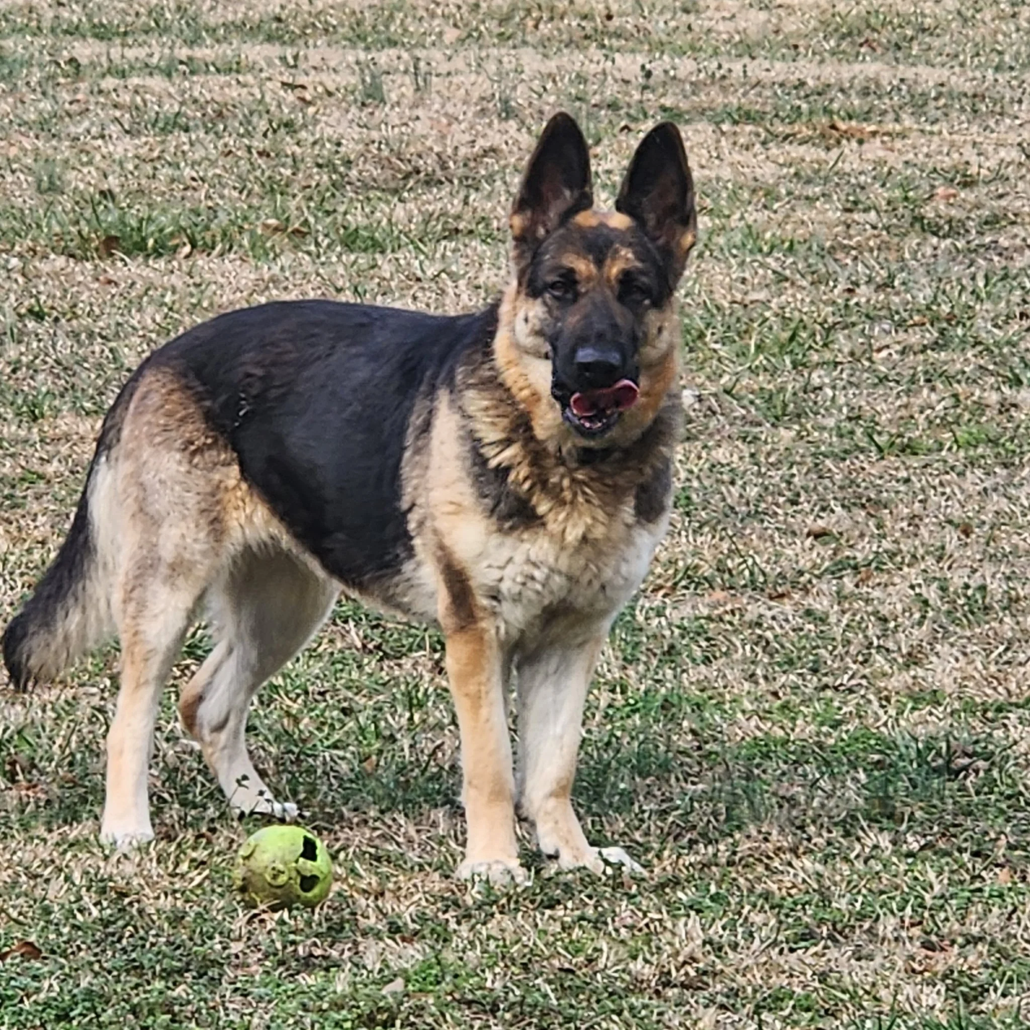 Available for Rehoming — Large Old-Fashioned Straight-Backed German ...