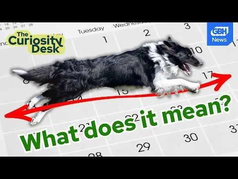 What (And When) Are The Dog Days Of Summer? | The Curiosity Desk