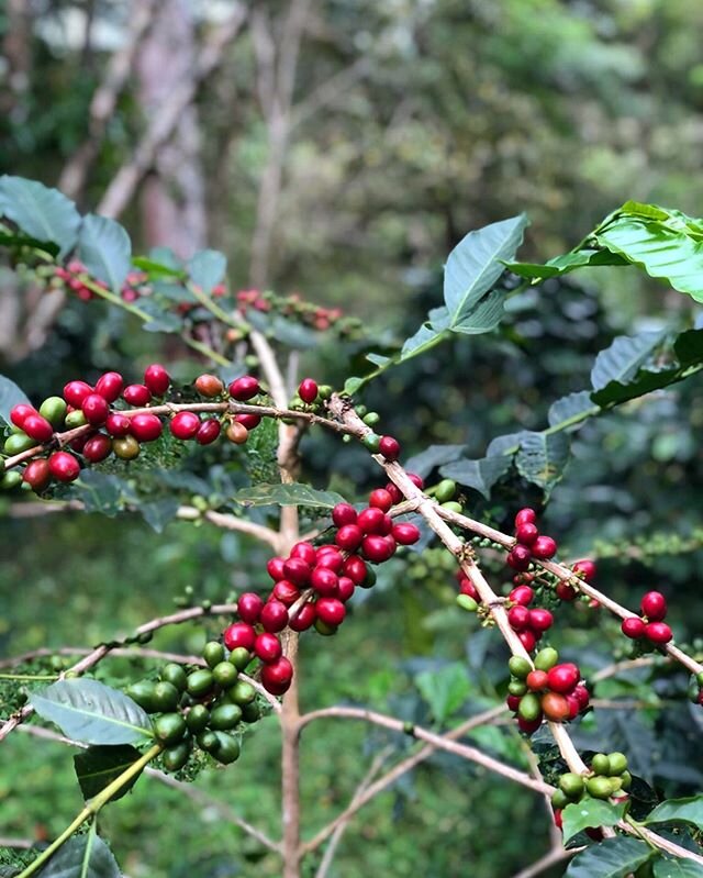 Magic beans !!!! Arriving soon into your coffee cup... I so wish we could be on the farm right now - and that we could take you with us ! Harvest time on a coffee farm really is like Christmas.... the energy and excitement is palpable and totally inf