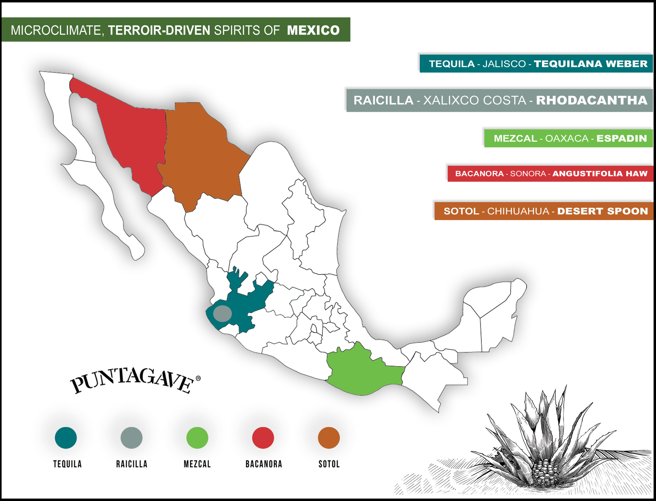 PUNTAGAVE SALES SHEET BACK.jpg