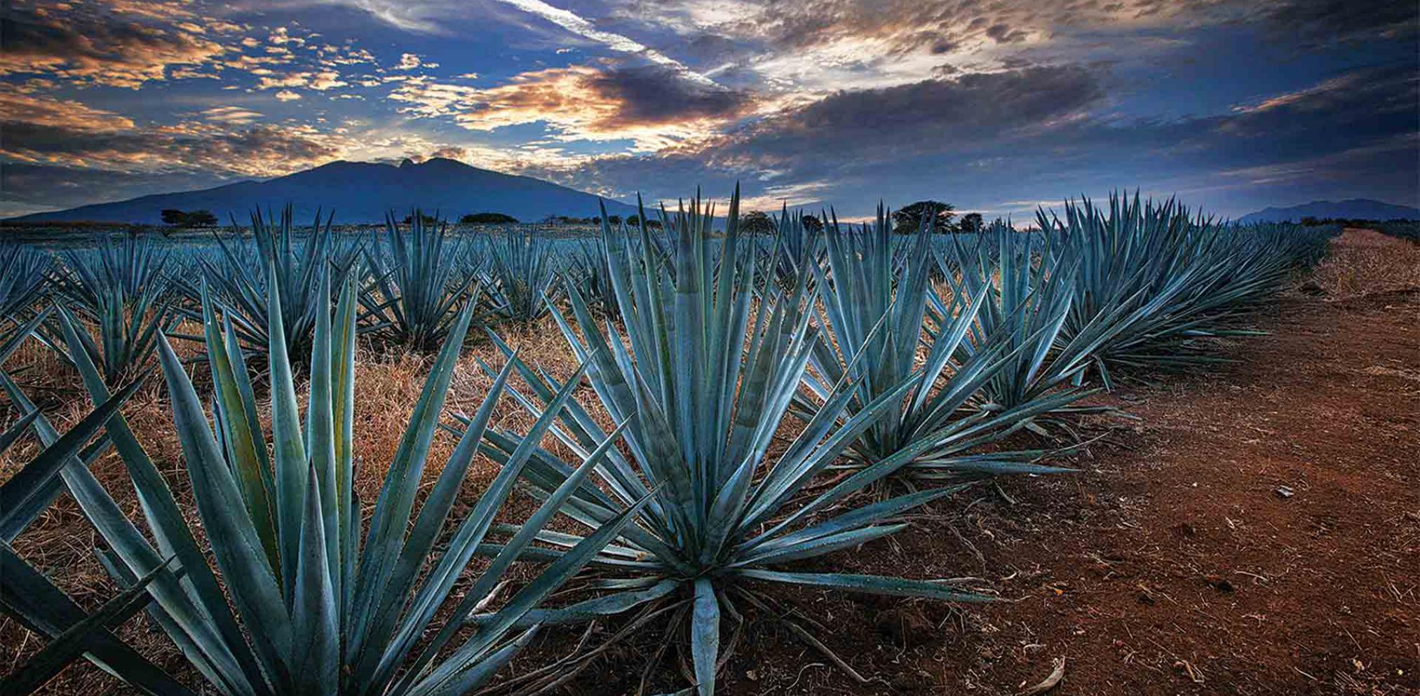 jalisco_destinos-principales_tequila_05_0.jpg