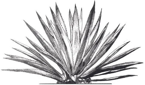 MEZCAL.jpg