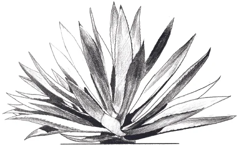 BACANORA.jpg