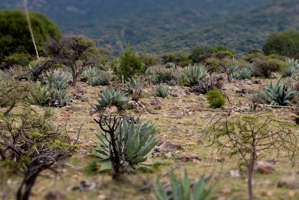 imagen-de-fondo-mezcal-apaluz-agave.jpg