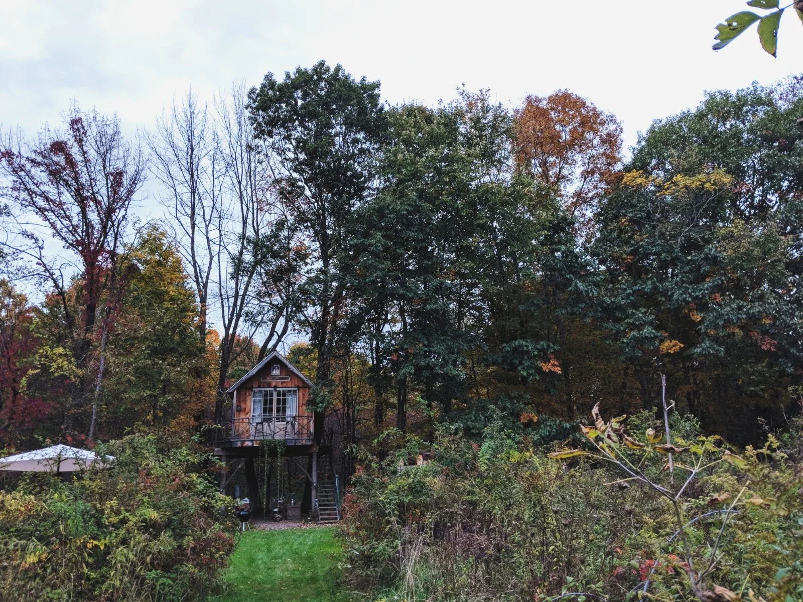 treehouse2.jpg