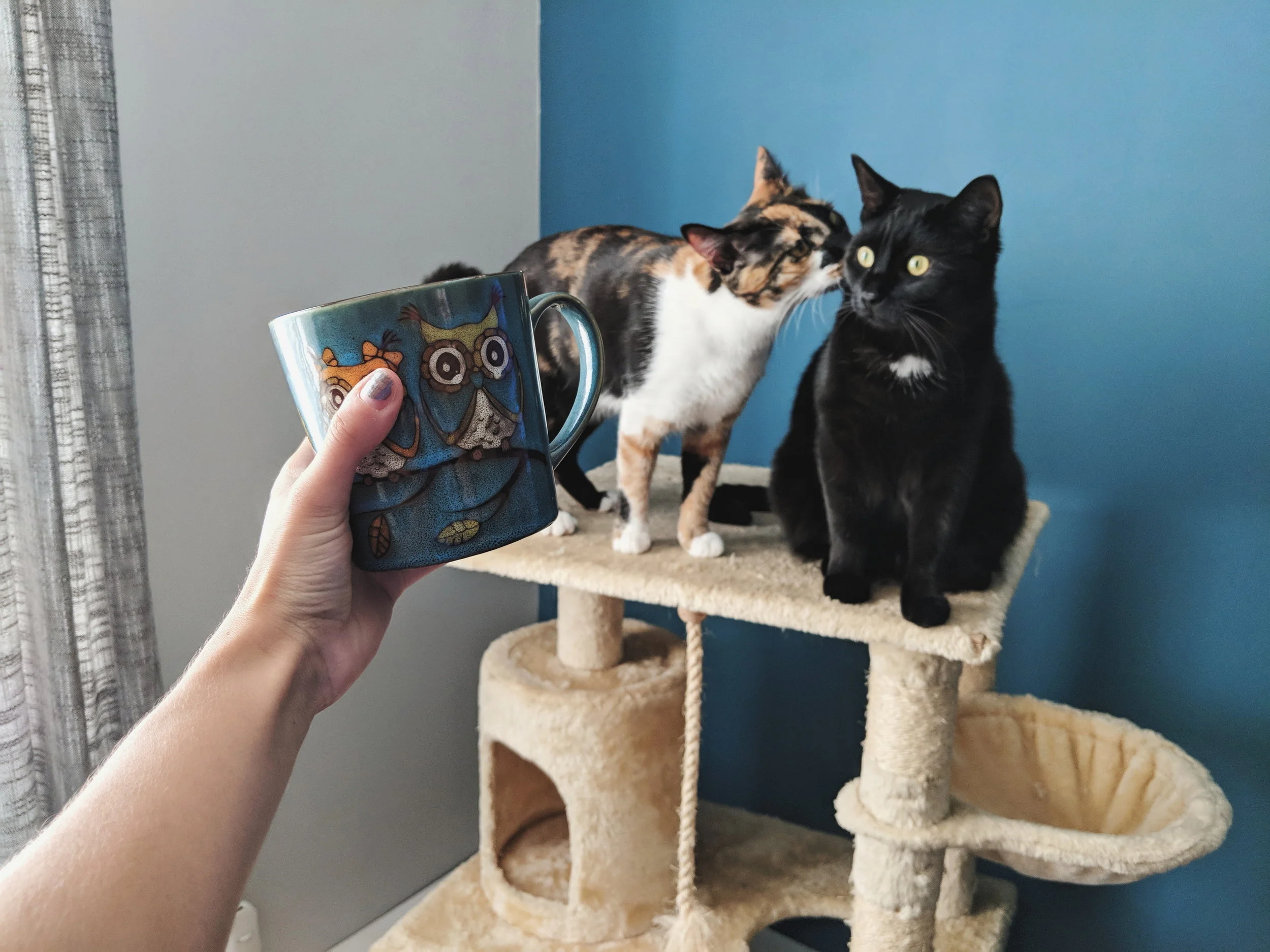 catsitting.jpg
