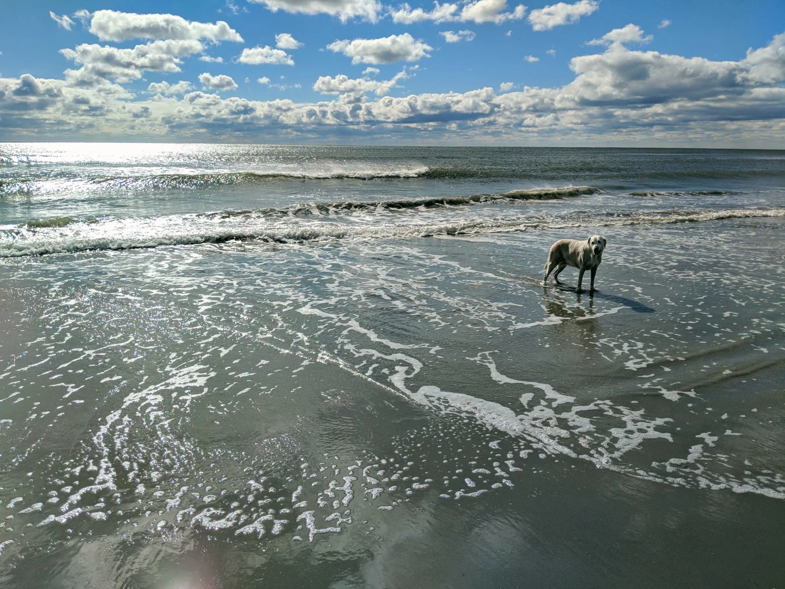 honeybeach3.jpg