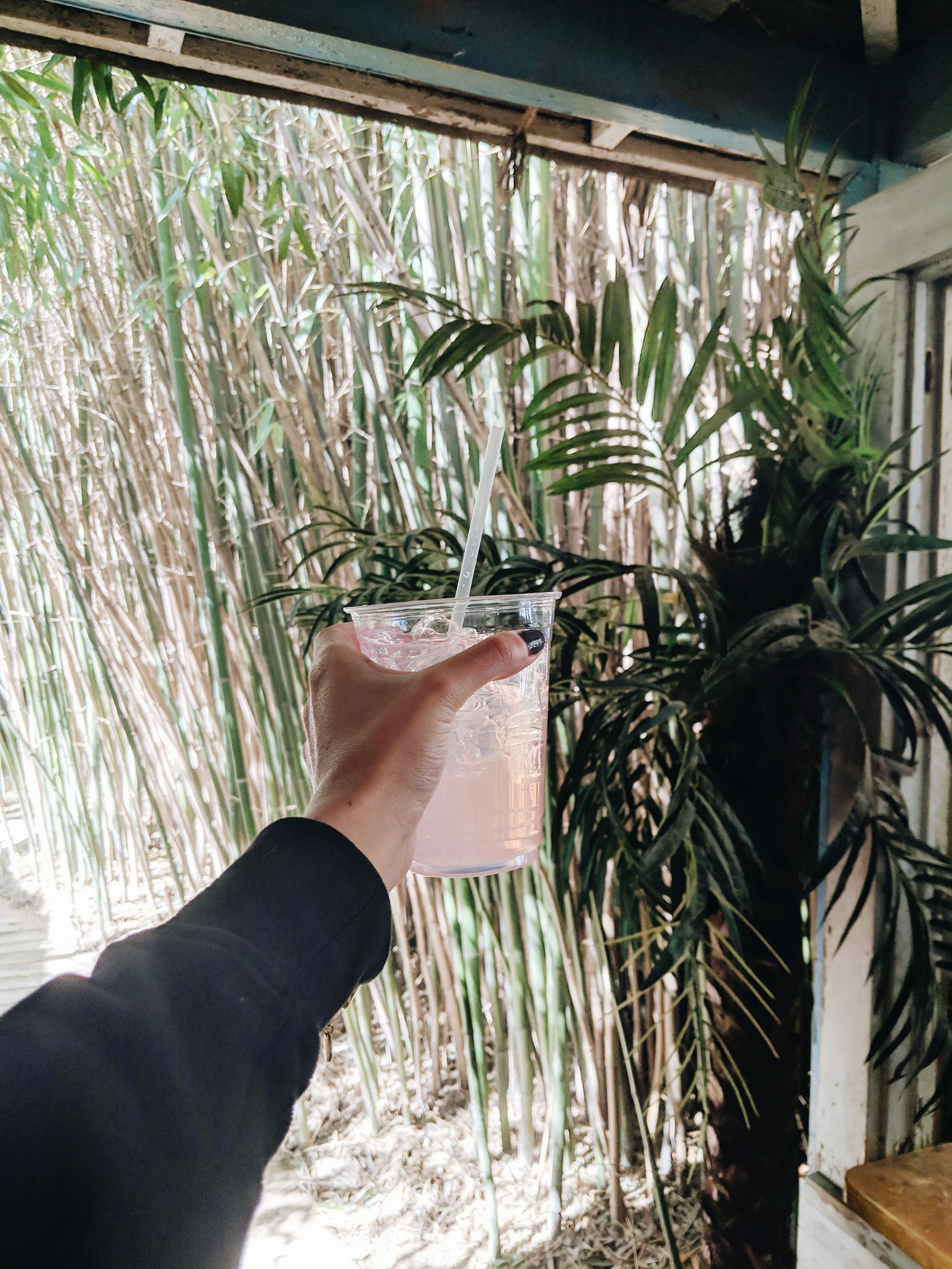 bamboo.jpg