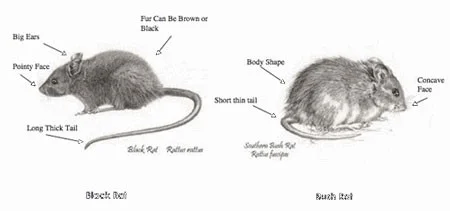 Wynndean rats.jpg