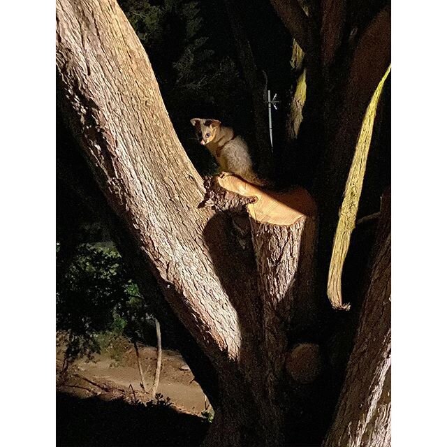 A friendly little visitor this week, at Wynndean we are passionate about preserving and protecting our beautiful environment and habitat. 
You will find two types of possums in Wynndean. The Ringtail Possum is about 30/35cm in length (adult) with a b