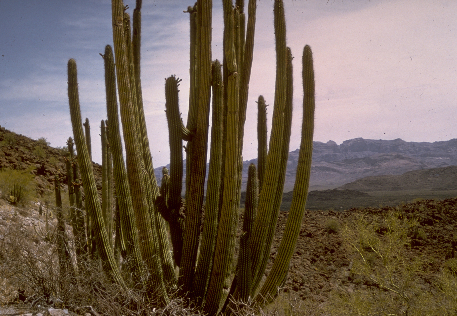 Organ_Pipe_Cactus_Natl_Monument_ORPI2070-free-nps-crop.jpg