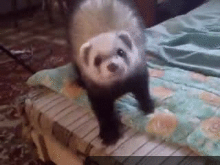 giphy.gif