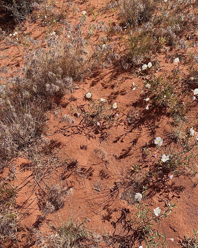 How is this earth?! Terra-cotta soil, dry grass, succulents and delicate white flowers just growing on the side of the road. It&rsquo;s like someone hand picked this! 🍂