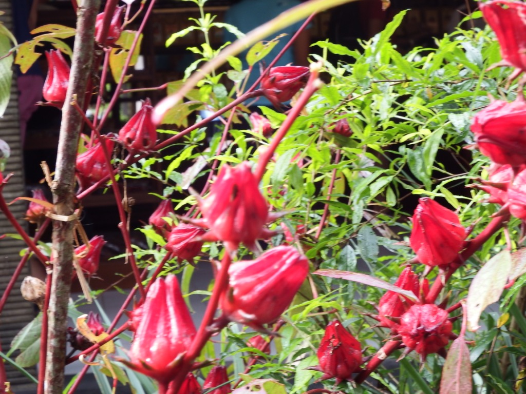 DSCF3711.jpg