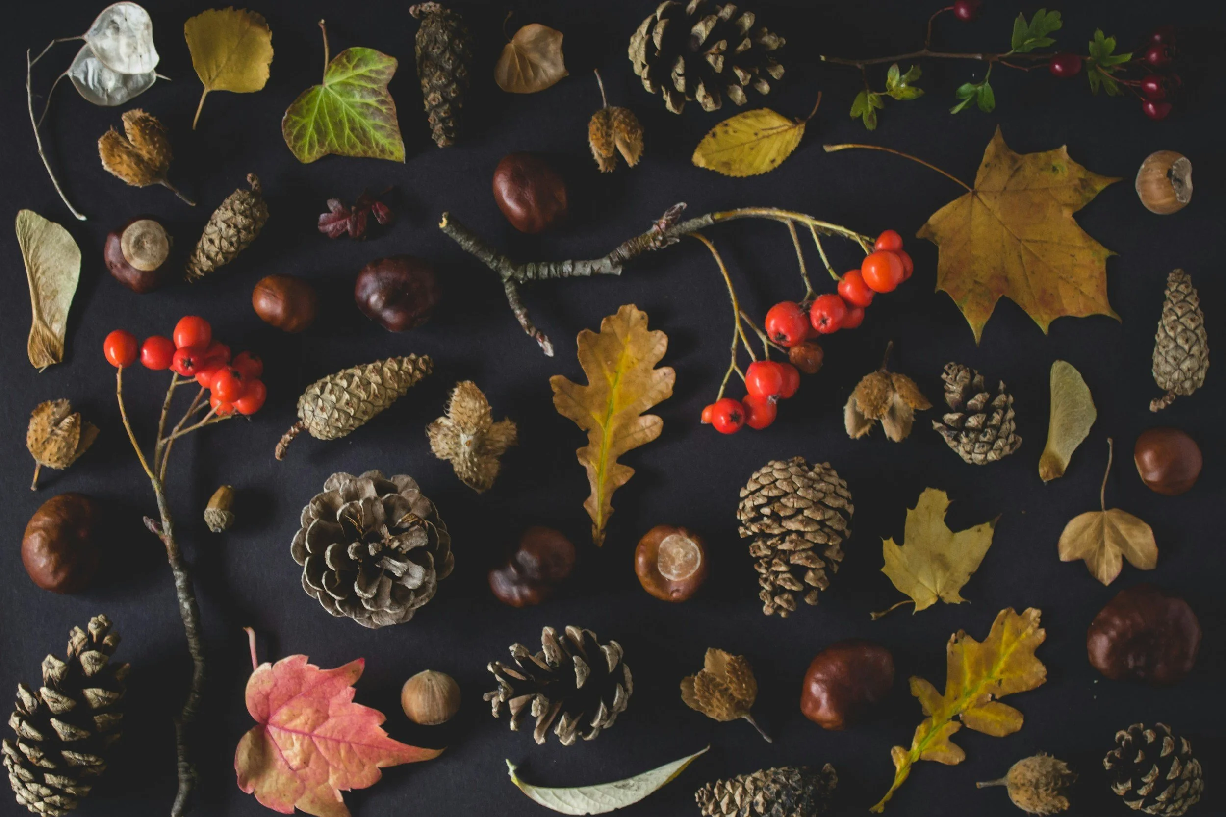 Later Life Autumn Fair