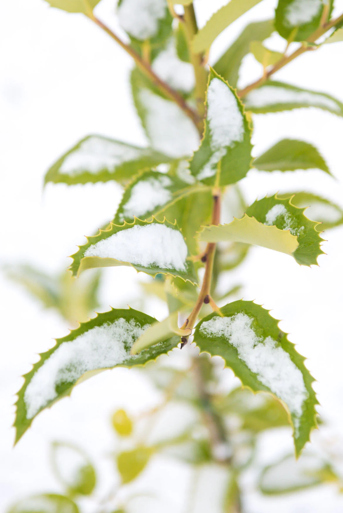 Close up of holly branch with snow resting of the leaves