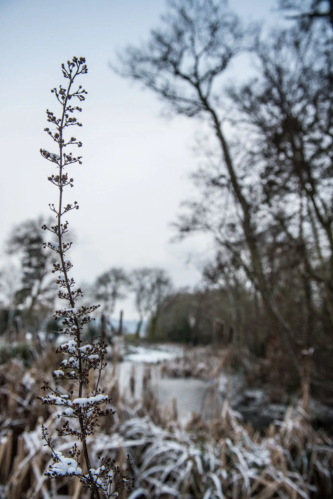 In focus close up of foliage with snow and frost, with lake blurred in the background