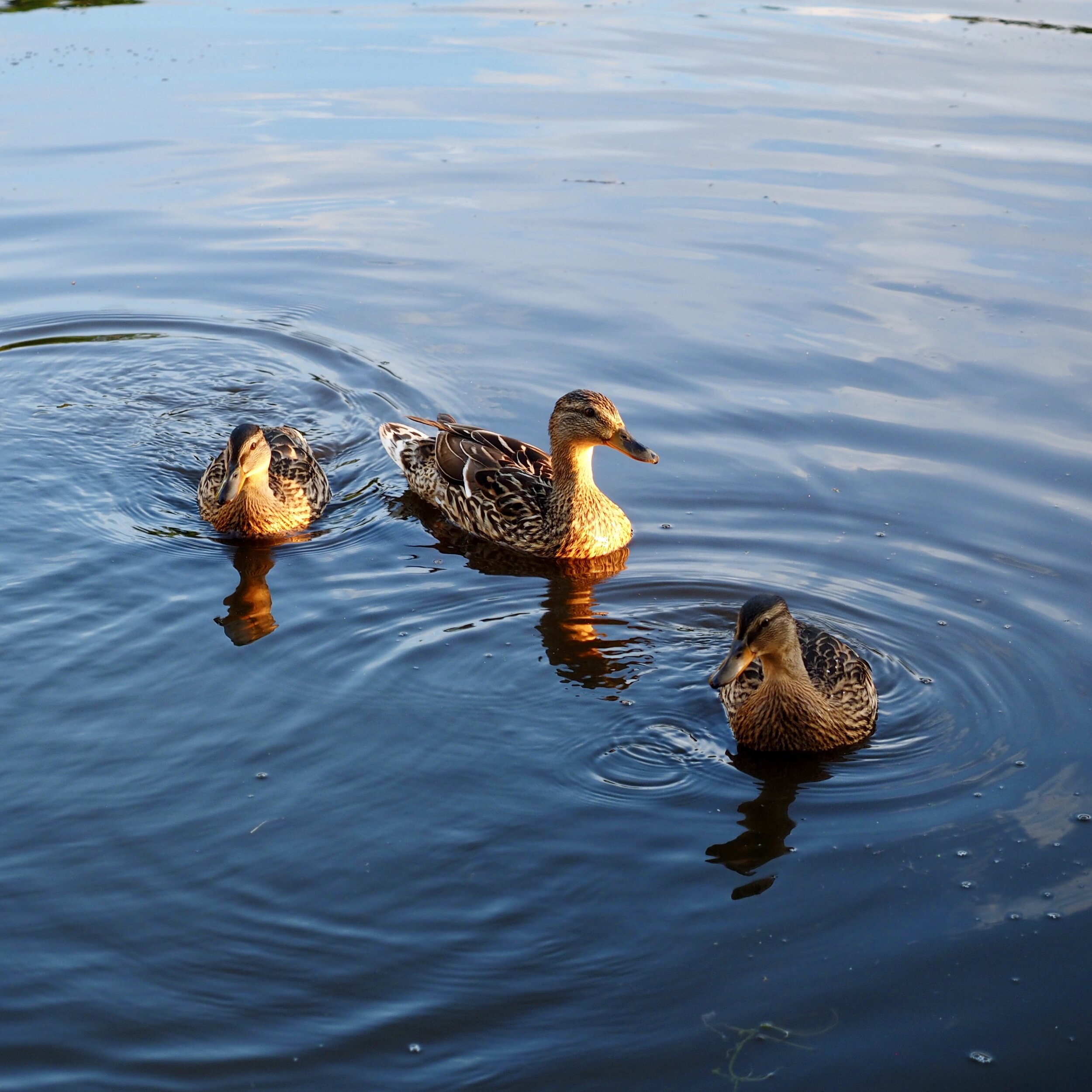 duck.jpeg