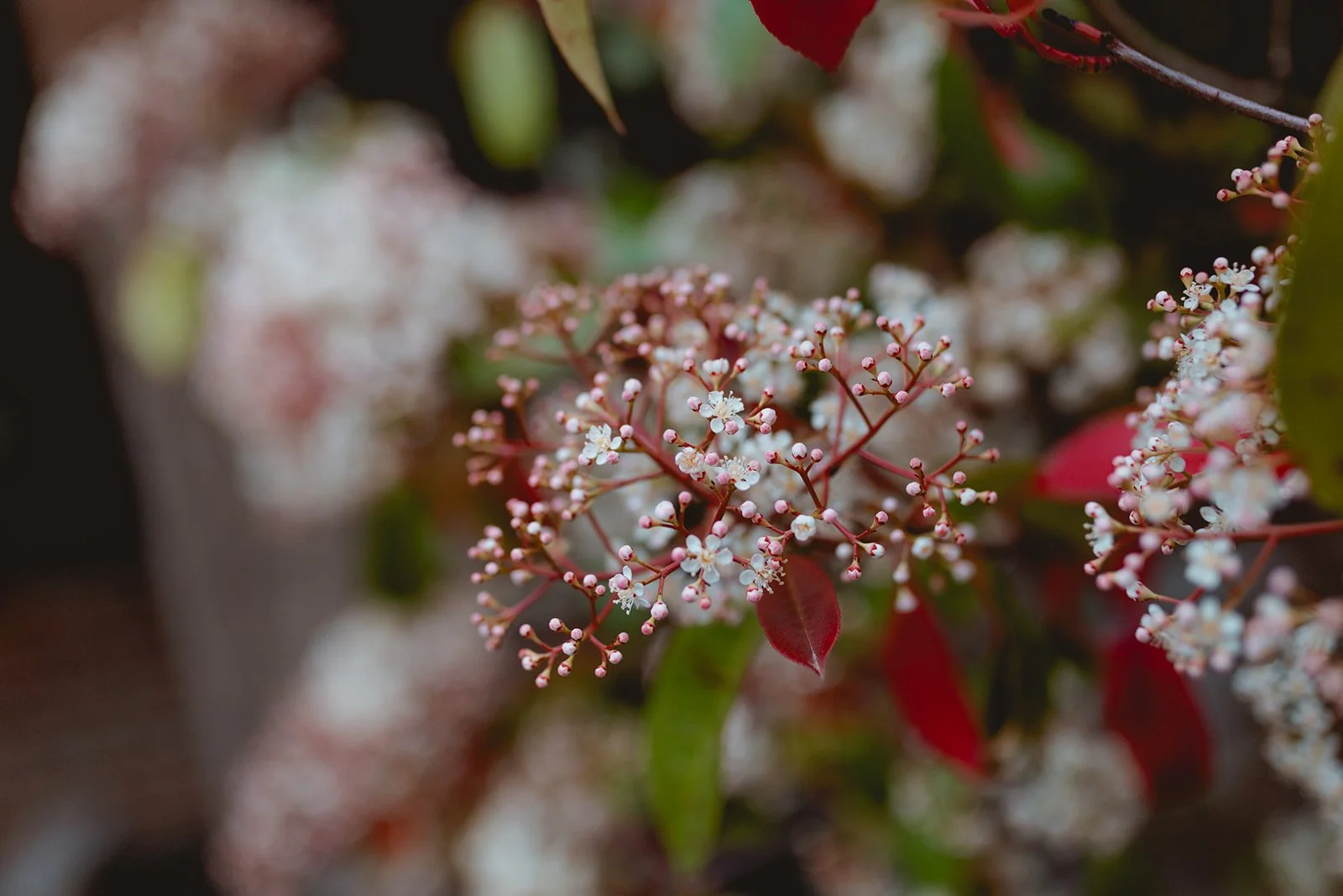 Mr & Mrs Giles-29.jpg