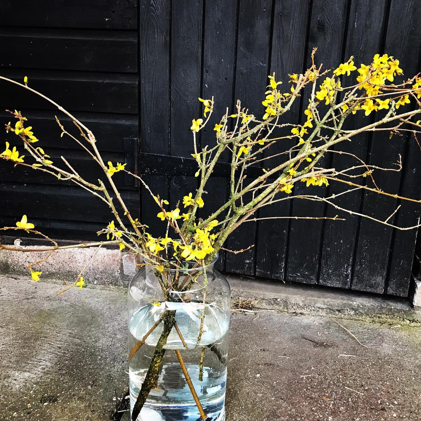 Simply arranged Forsythia&hellip;. Less is definitely more. 
Thank you to all our wonderful customers regulars and new for your orders this week and next week for your wonderful Mums. 
Have a wonderful weekend and enjoy the sunshine ☀️