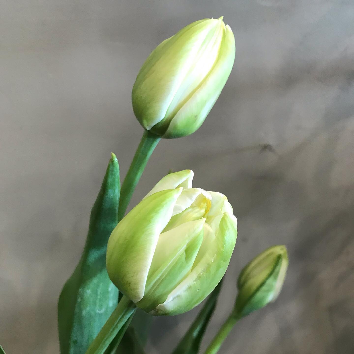 French tulips&hellip; simply divine. Much taller and turgid than your normal tulip.